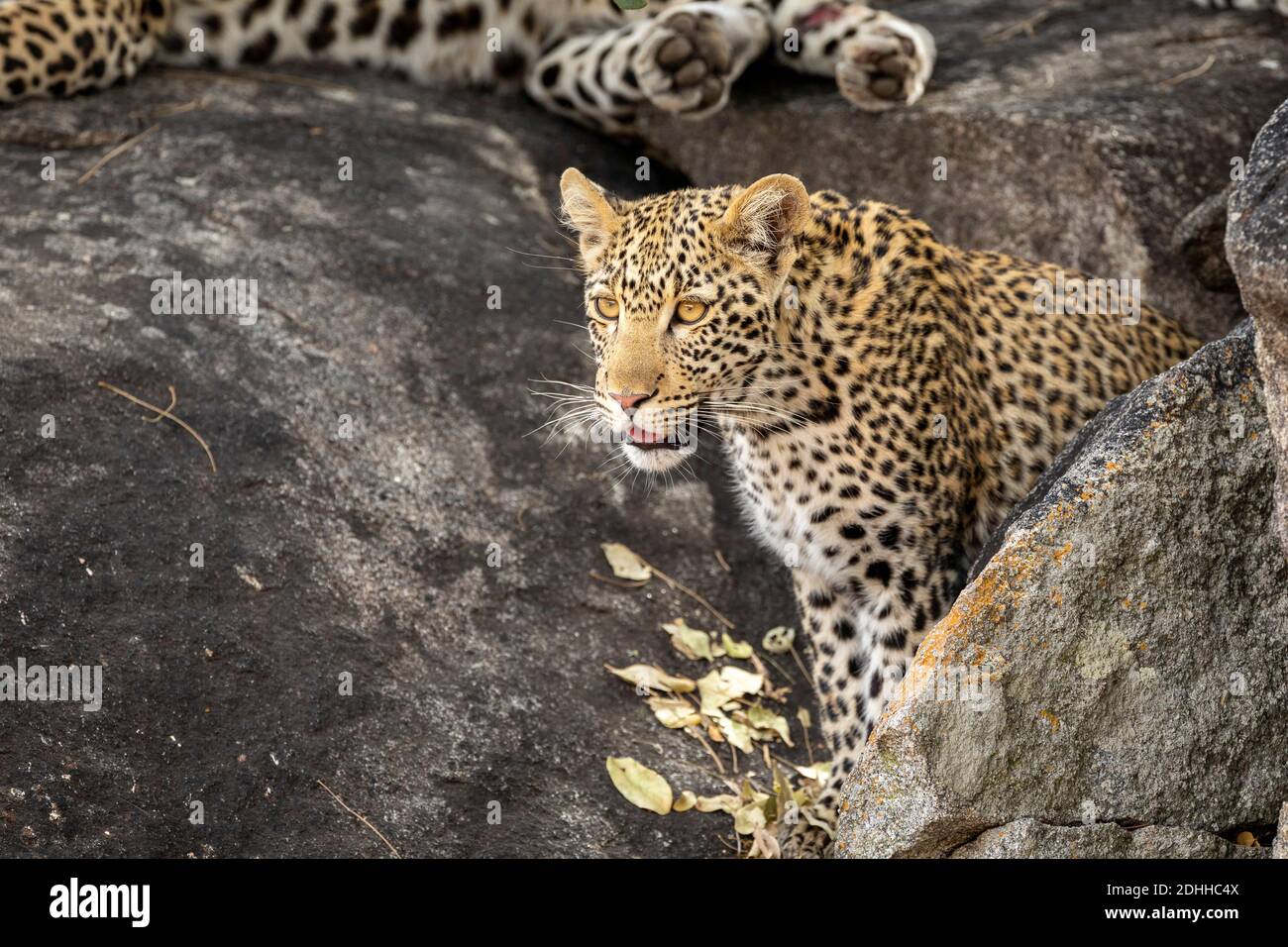 Leopardo joven con ojos grandes mirando alerta sentado en grande Rocas en el Parque Kruger en Sudáfrica Foto de stock