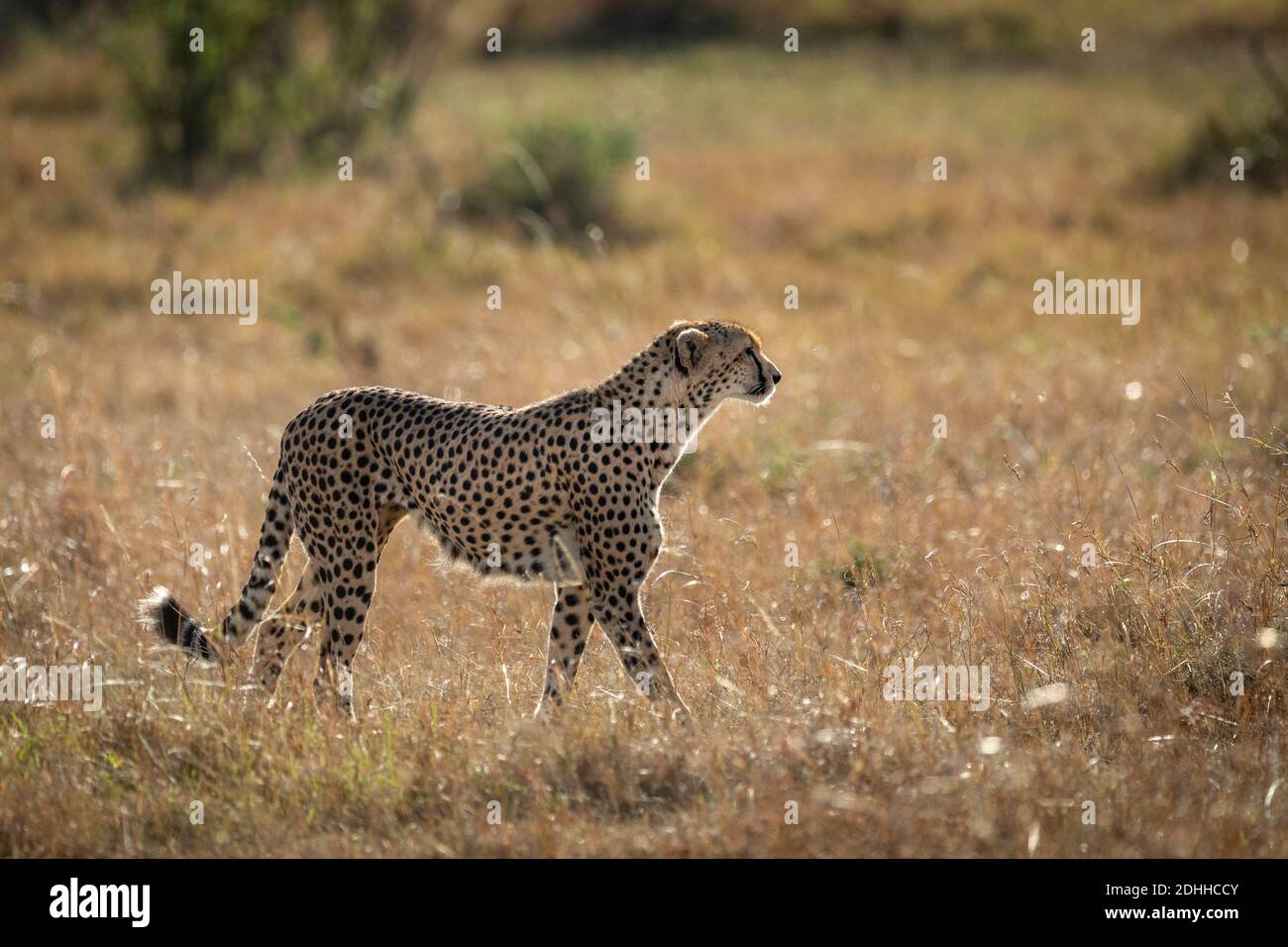 Adultos cheetah caminando mirando alerta en Masai Mara en Kenia Foto de stock