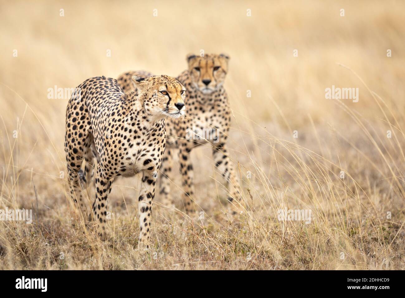 Dos cheetah adultos caminando en hierba amarilla seca en el llanuras del Parque Nacional Serengeti en Tanzania Foto de stock