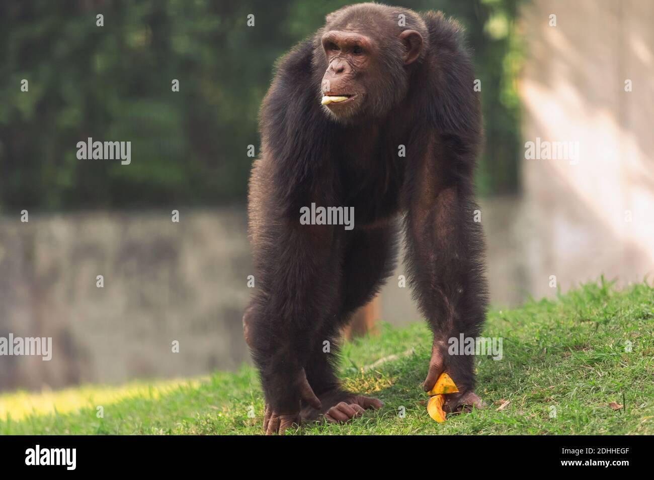 Primate chimpancé comiendo frutas en una reserva de fauna India Foto de stock