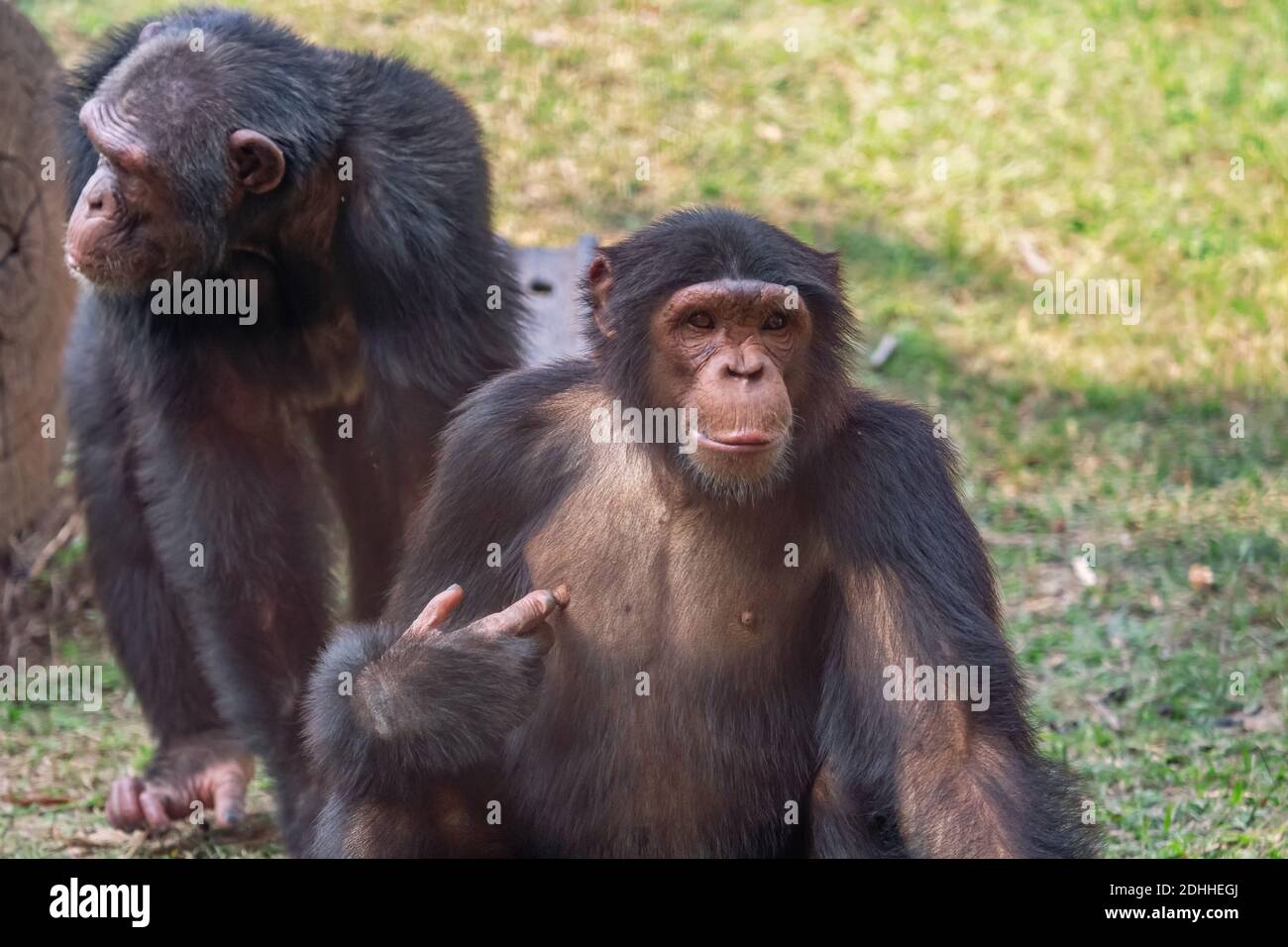 Primates chimpancés en los santuarios de vida silvestre de la India Foto de stock