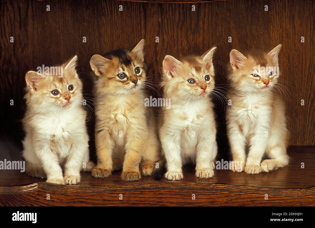 Leonado somalí, gatito gato doméstico sentado Fotografía de stock - Alamy