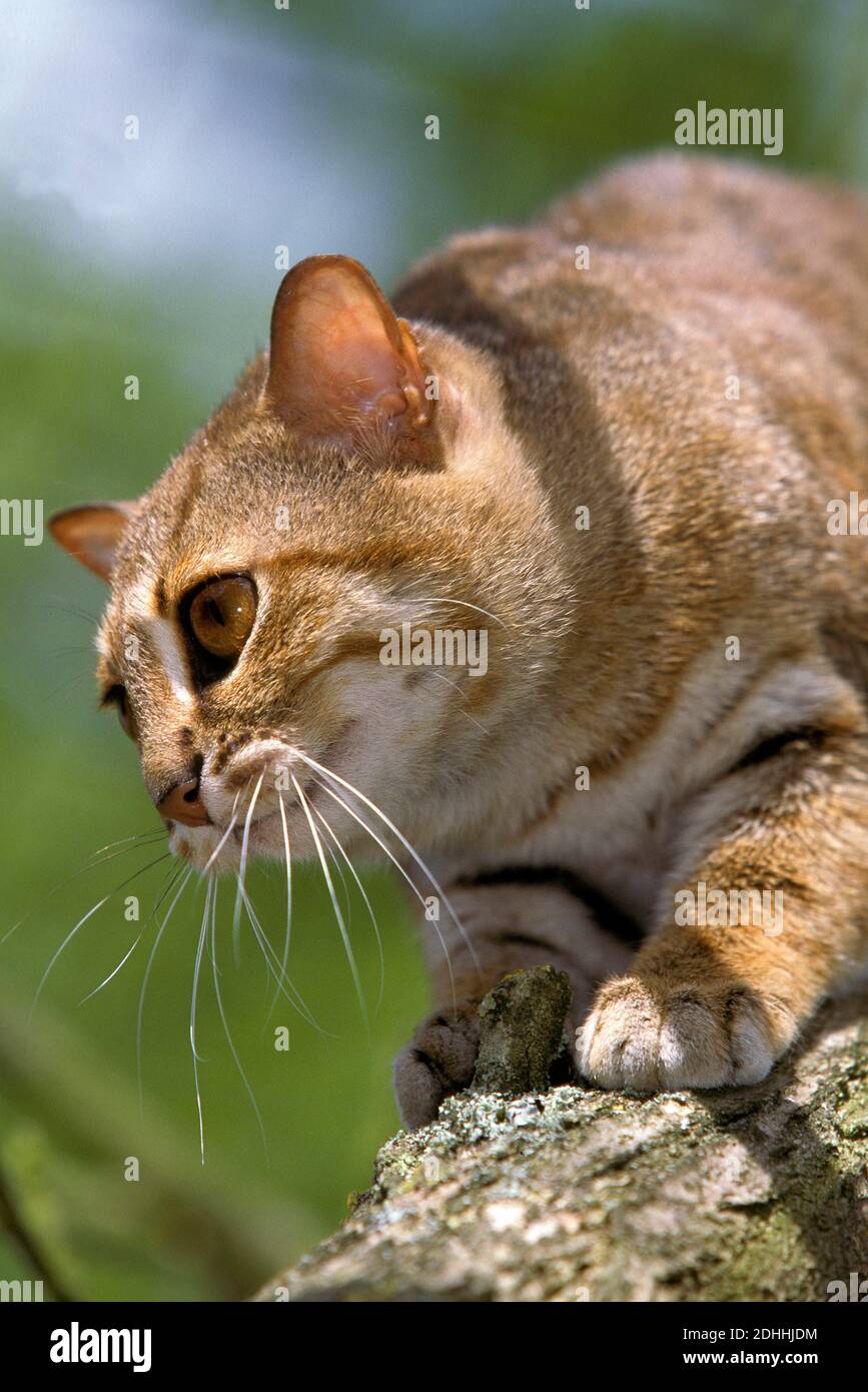 Rusty spotted cat prionailurus rubiginosus on fotografías e imágenes de  alta resolución - Alamy