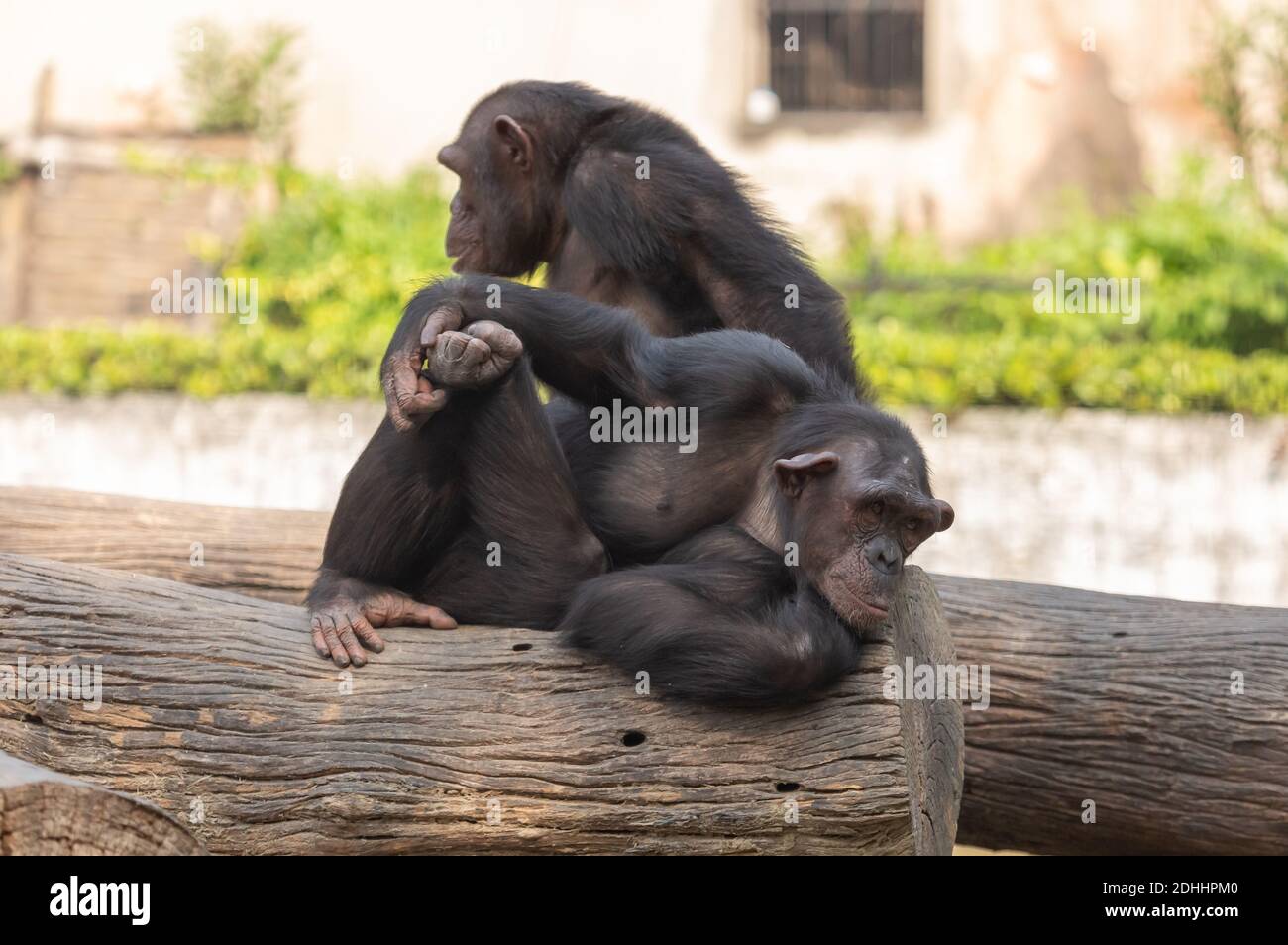 Chimpancé bebé descansando en un tronco de madera en un indio reserva de vida silvestre Foto de stock