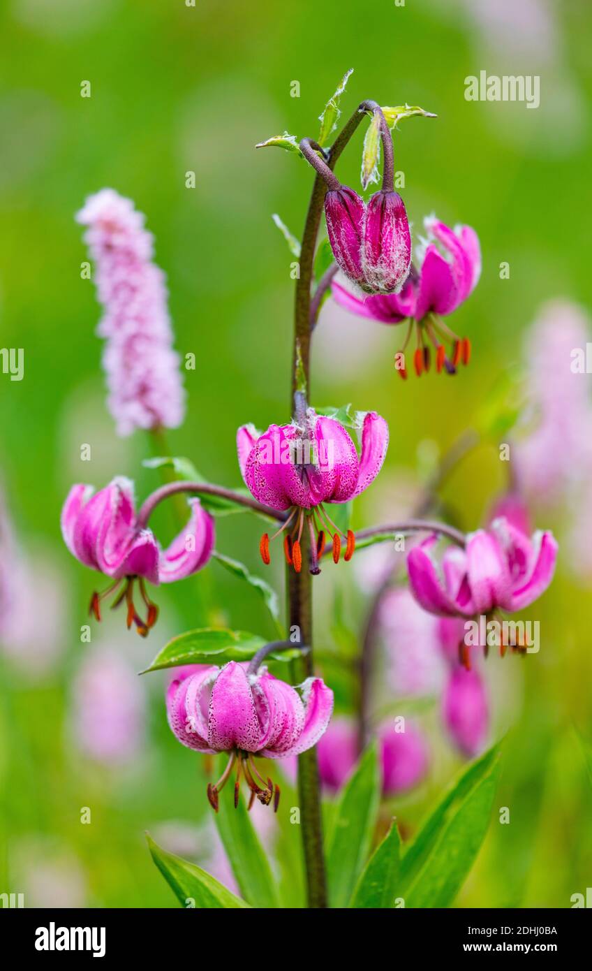 Martagon Lily (Lilium martagon) Col de la Cayolle, Valle de Ubaye, Vallée de l'Ubaye, Alpes Haute Provence, Provenza, Francia, Europa Foto de stock
