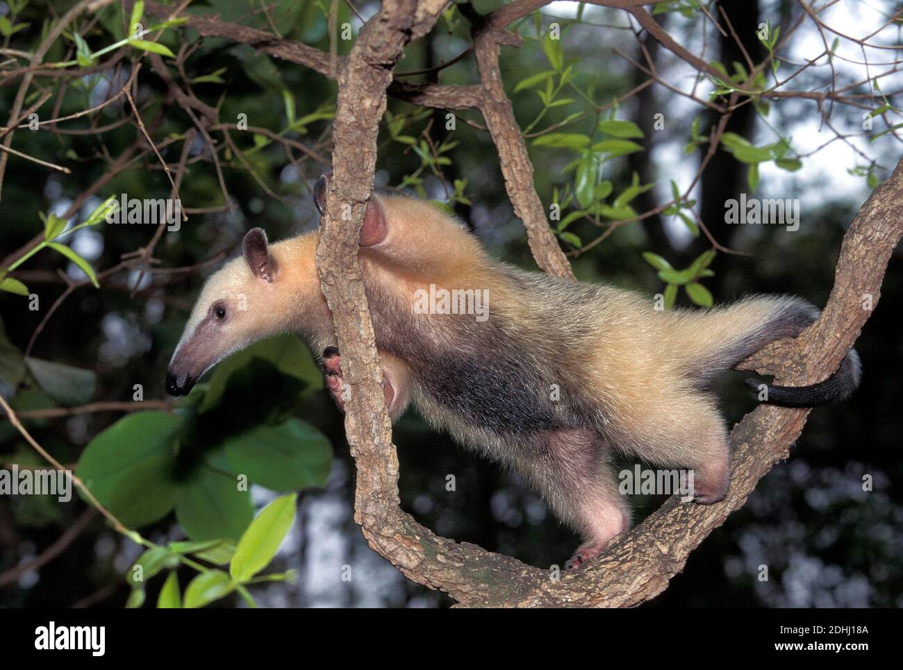 Antesala meridional, tamandua tetradactyla, adulto de pie en árbol, Pantanal en Brasil Foto de stock