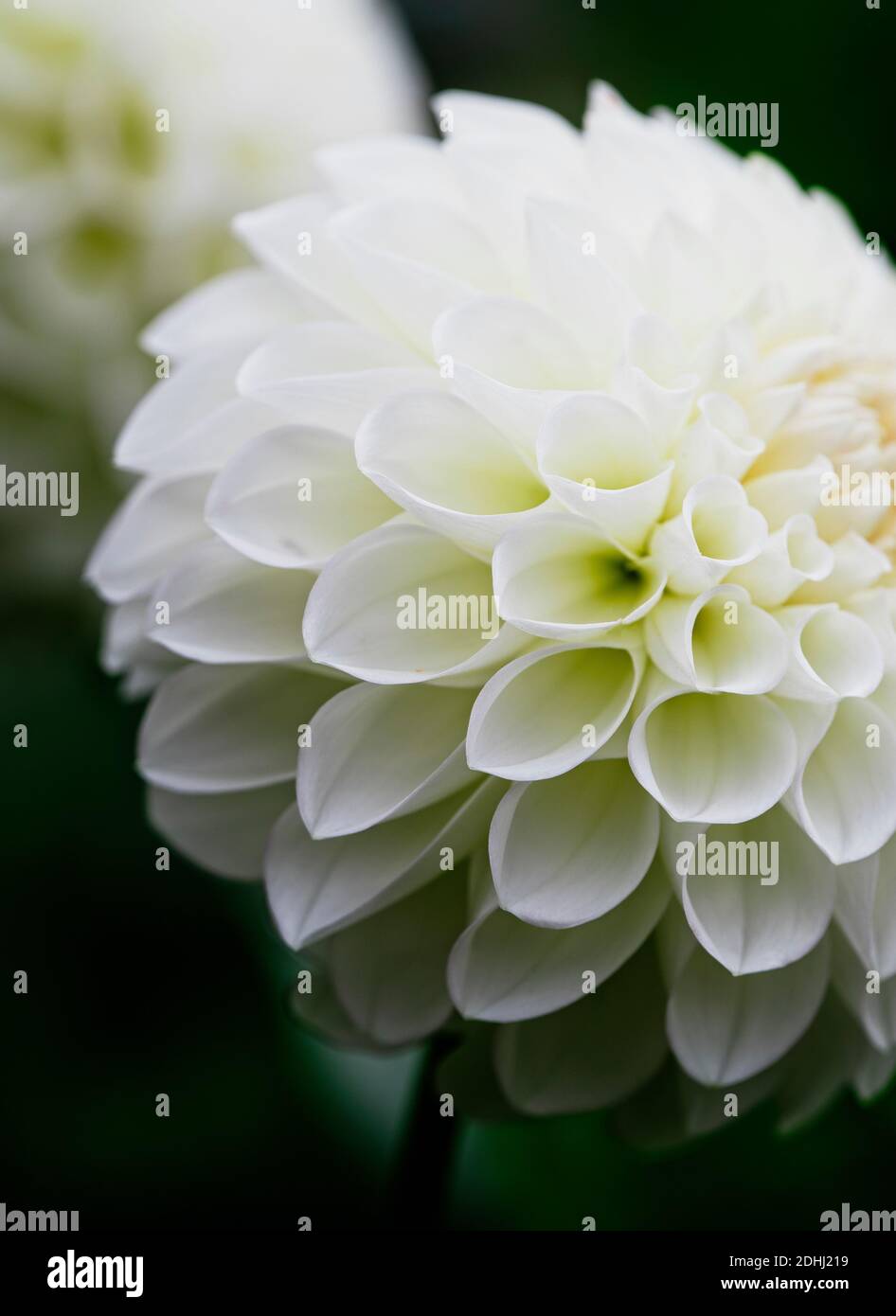 Dahlia, una sola flor blanca 'pom-pom' creciendo al aire libre mostrando patrón de pétalos. Foto de stock
