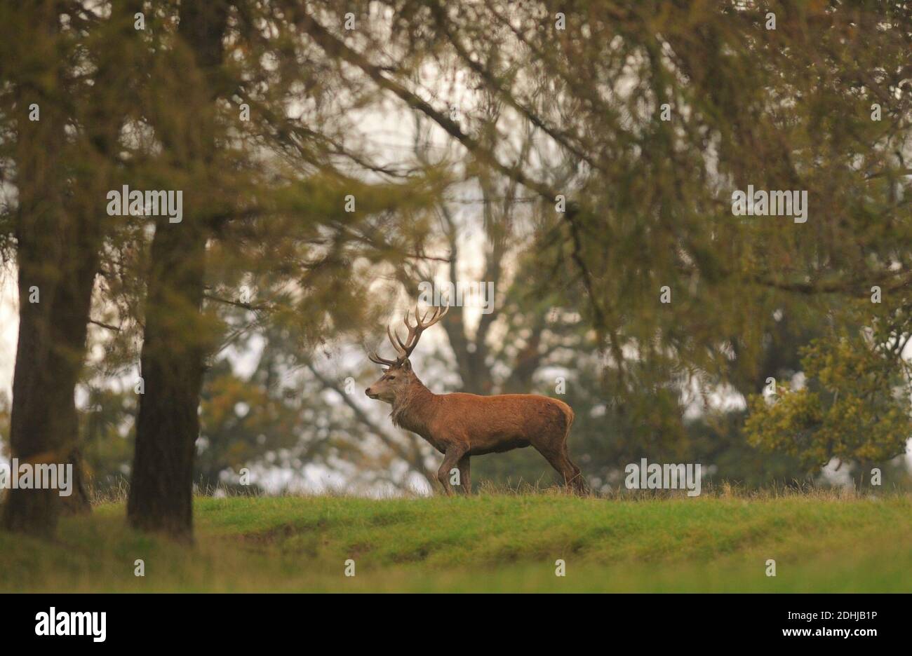 Un ciervo en los terrenos del Castillo de Raby, Condado de Durham rodeado de colores otoñales. Foto tomada el 16 de octubre de 2020 Foto de stock