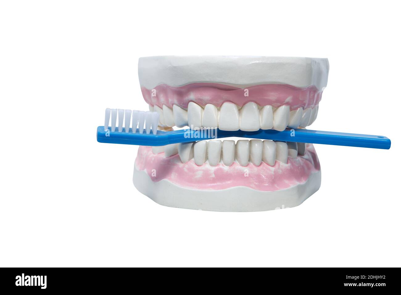 Modelo de la mandíbula con un cepillo de dientes en los dientes. El  concepto de cuidado de la cavidad oral Fotografía de stock - Alamy