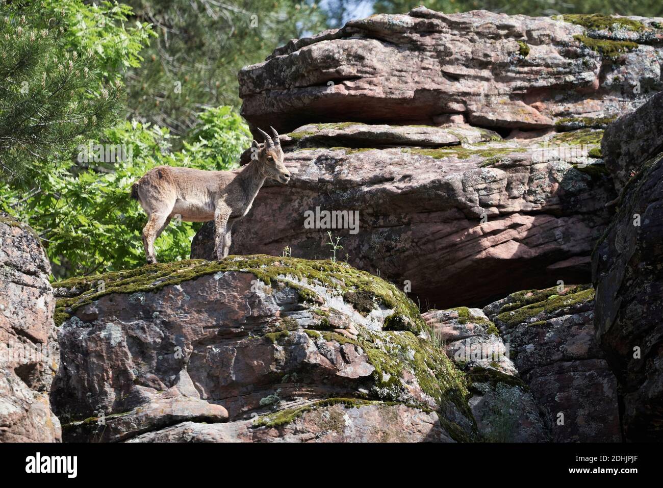 Ángulo bajo de cabra silvestre ibérica o ibex español de pie en pendiente rocosa con musgo verde en las montañas en verano día Foto de stock