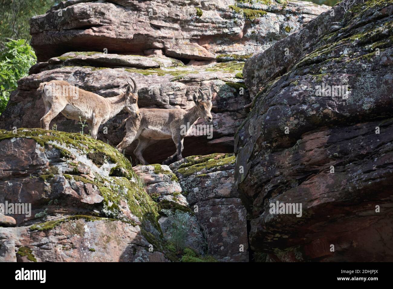 Ángulo bajo de cabras salvajes ibéricas o ibex español de pie en pendiente rocosa con musgo verde en las montañas en verano día Foto de stock
