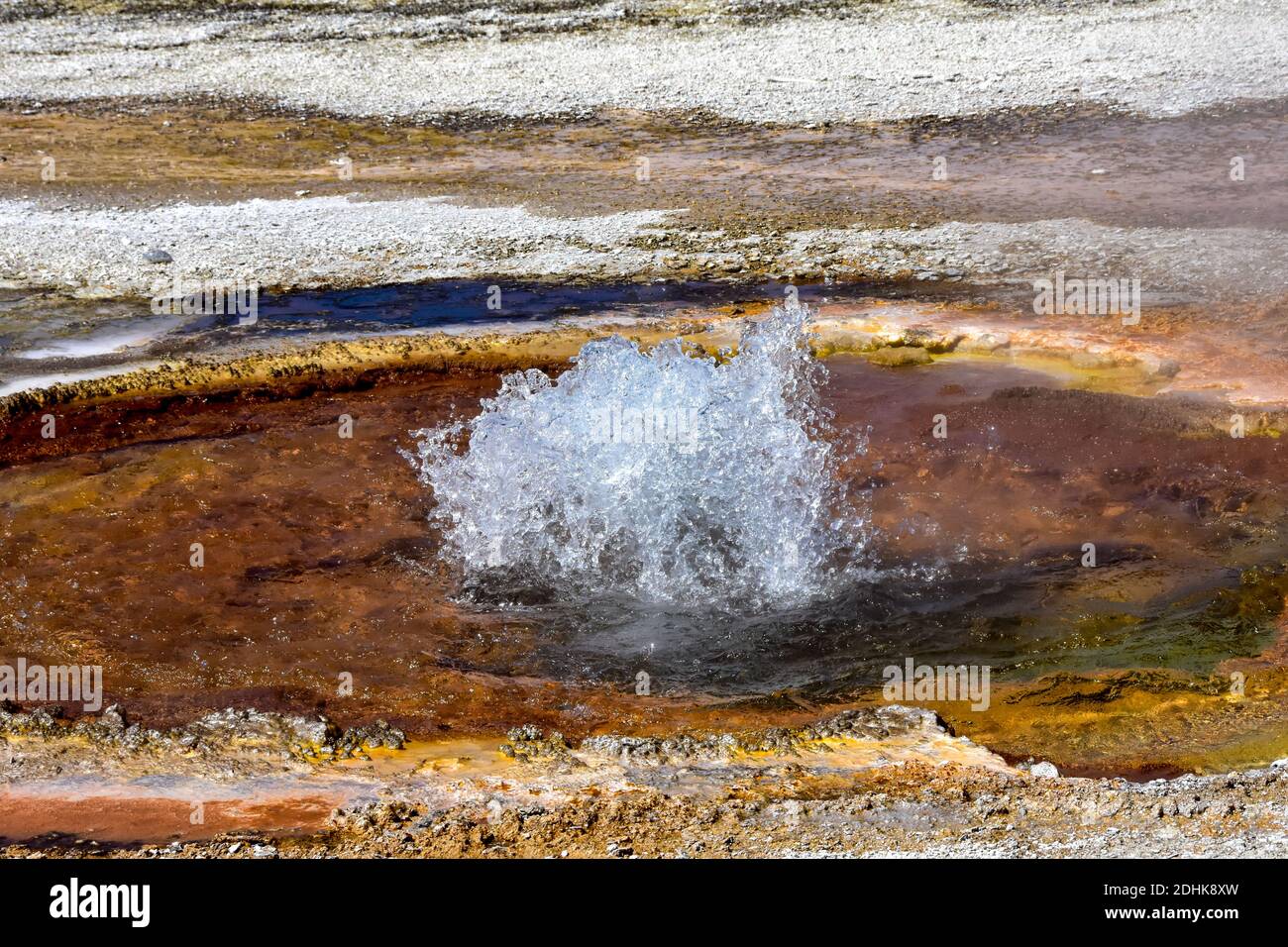 Geyser estalla en la Cuenca de Arena Negra en el Parque Nacional de Yellowstone. Foto de stock