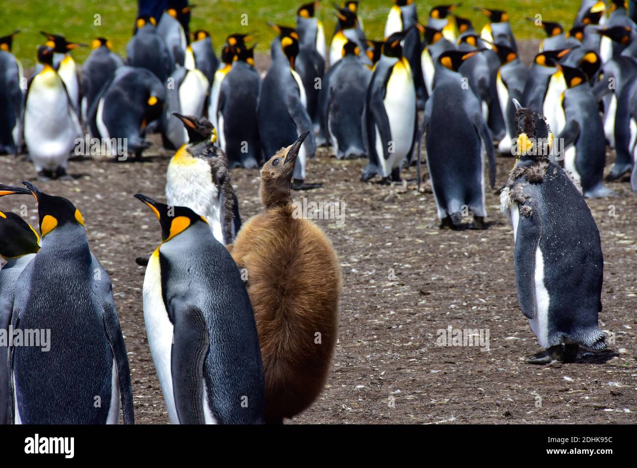 Una colonia de pingüinos de rey con un polluelo y algunos de los pingüinos moliendo. Volunteer Point, Islas Malvinas. Foto de stock