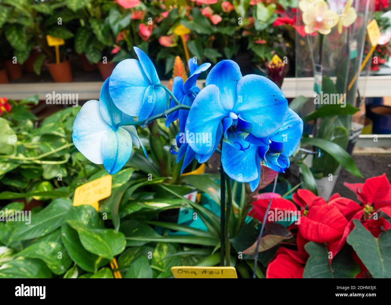 Flores de orquídeas azules en el centro del jardín Fotografía de stock -  Alamy