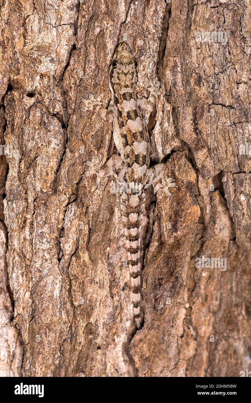 Gecko de dedos doblados (Cyrtodactylus sp.) de la isla de Komodo, Indonesia. Foto de stock