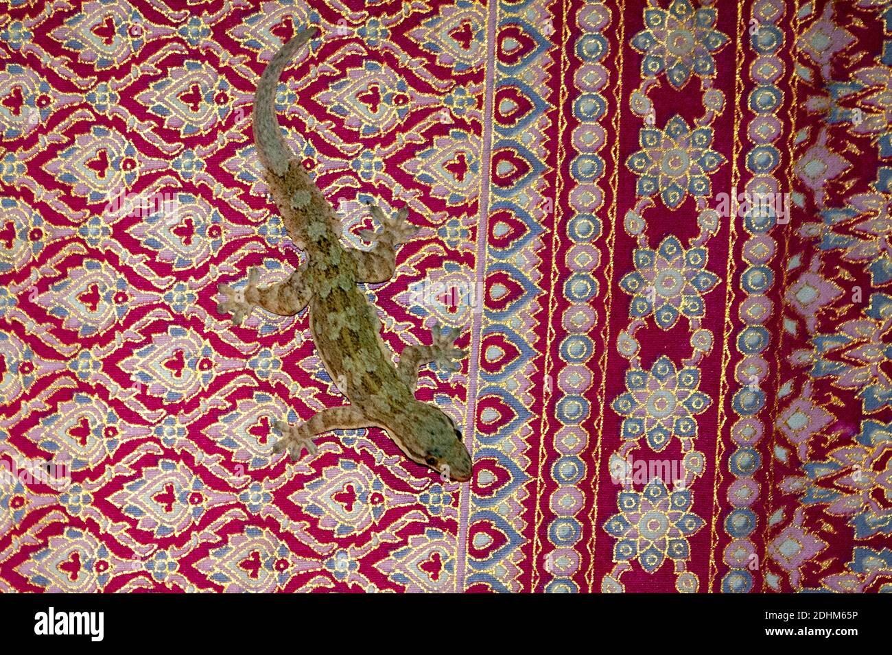 Casa común gecko (Hemidactylus frenatus) sentado en una alfombra de colores en una casa de campo en Sepilko, Sabah, Borneo. Foto de stock