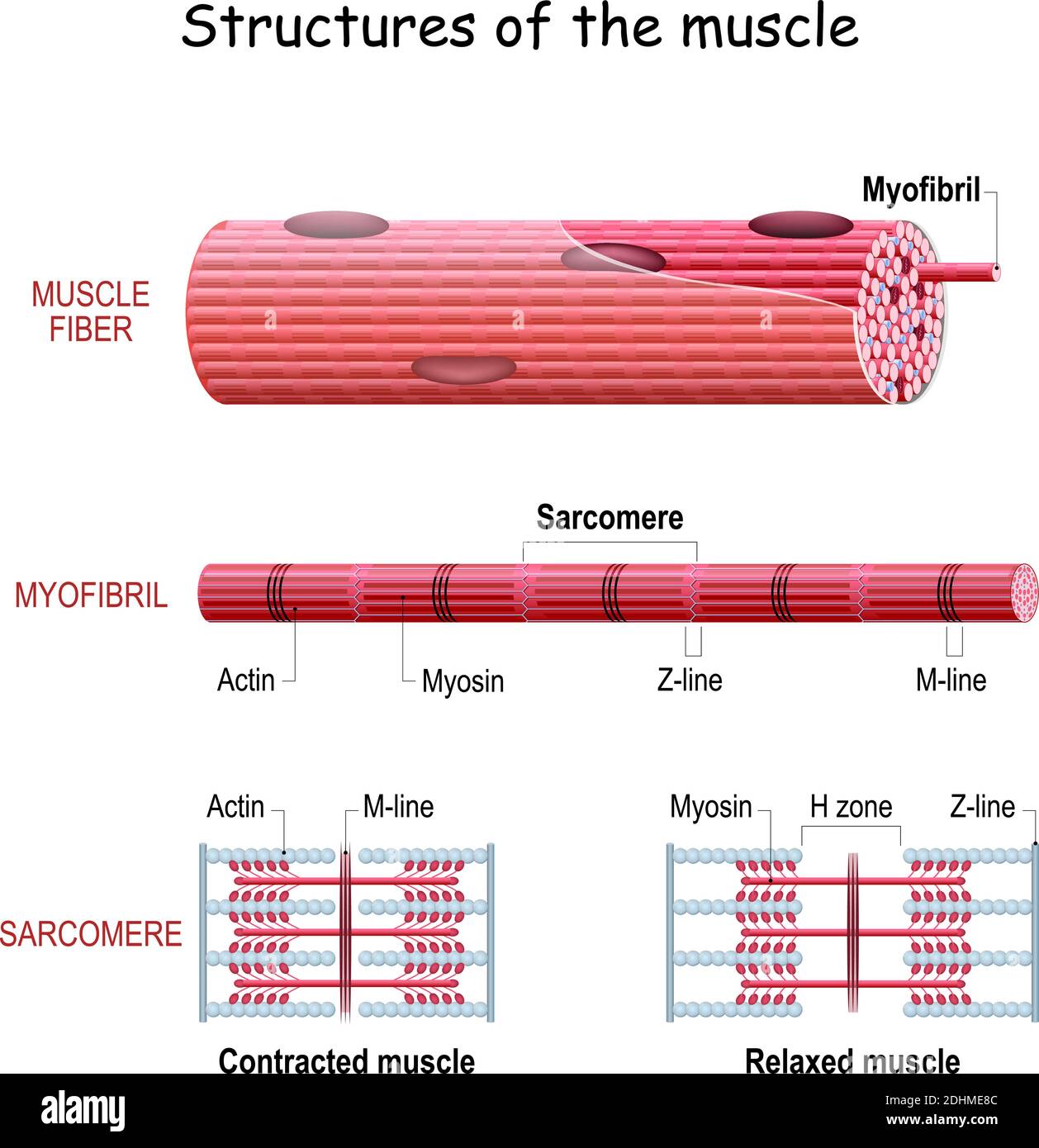 La fibra muscular y la miofibrilla