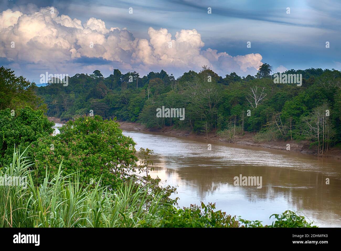 Bosque pluvial primario a lo largo del río Sungai Malubuk en la Reserva