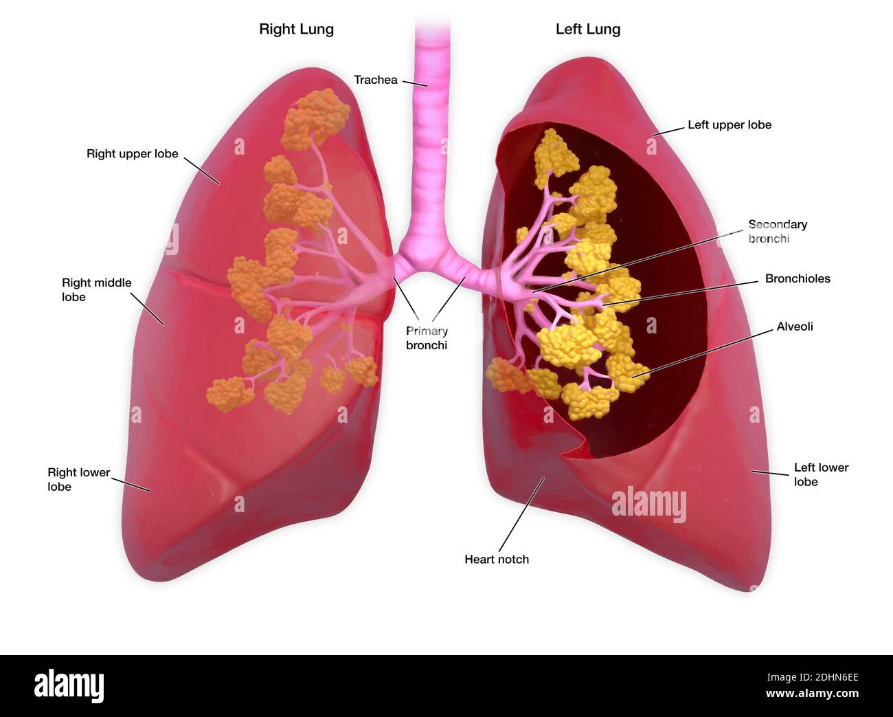 Ilustración anotada de los pulmones humanos. Los pulmones transportan