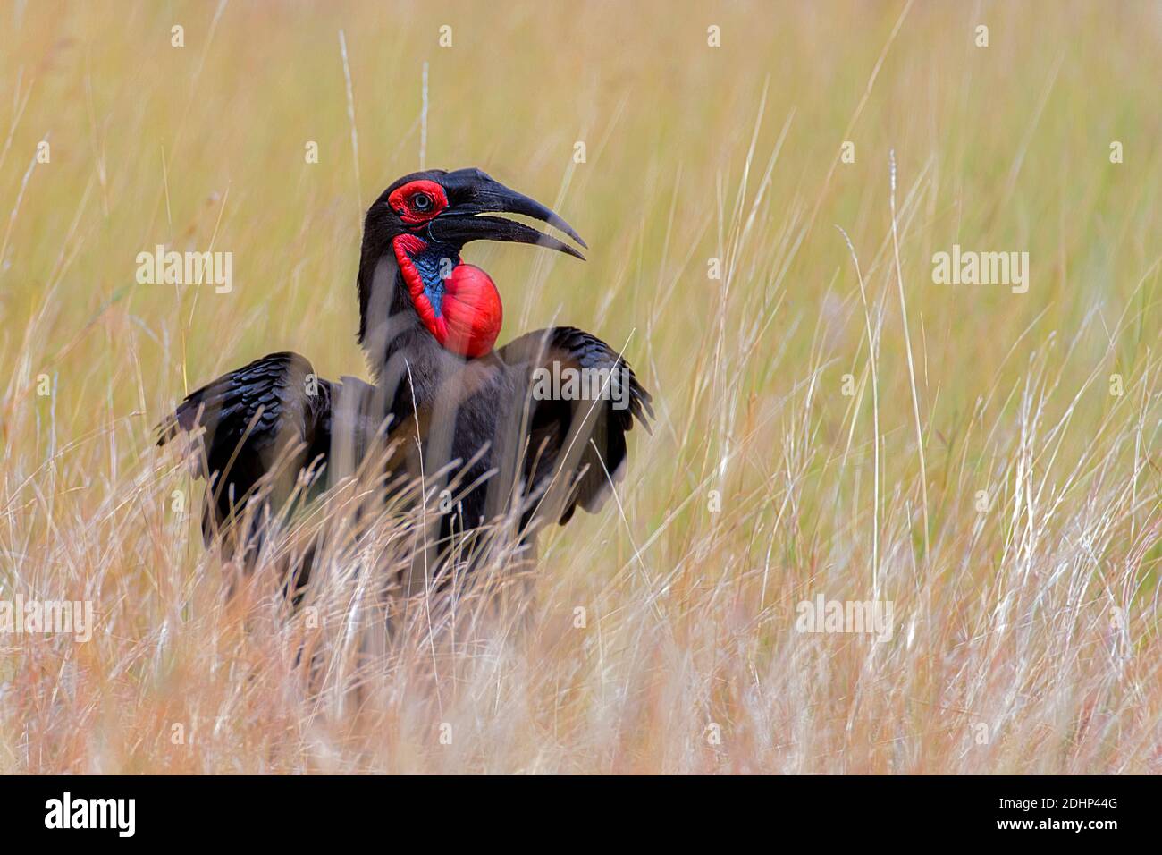 Pico de caballo con base en el norte (Bucorvus abyssinicus) de Maasai Mara, Kenia. Foto de stock