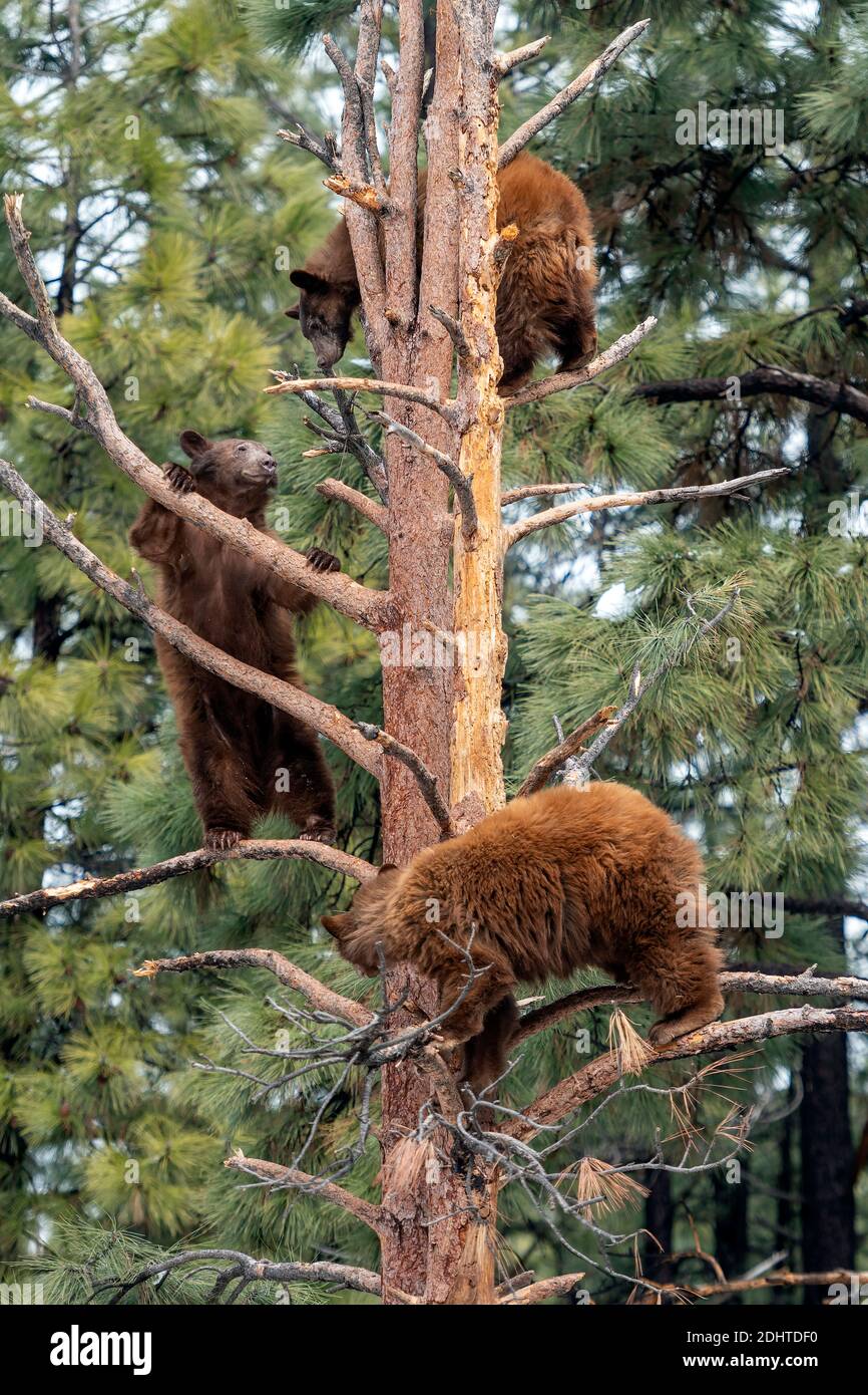 Tres jóvenes osos negros americanos (Ursus americanus) trepando árboles en Bearizona, Arizona, EE.UU. (Condiciones controladas). Foto de stock