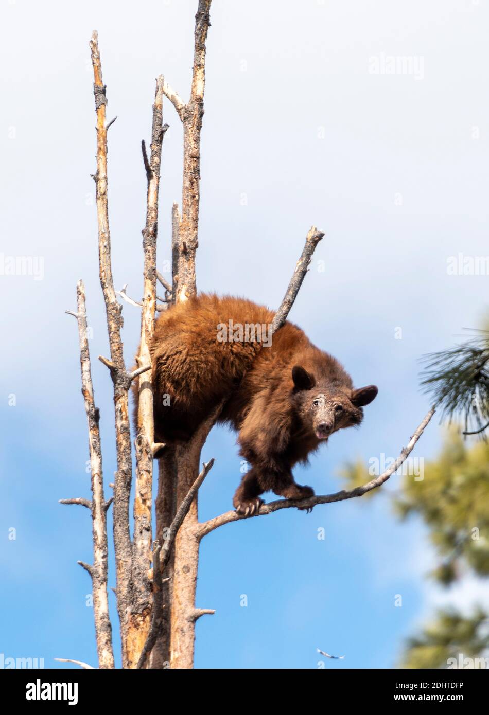 Un joven oso negro americano (Ursus americanus) trepando árbol en Bearizona, Arizona, EE.UU. (Condiciones controladas). Foto de stock
