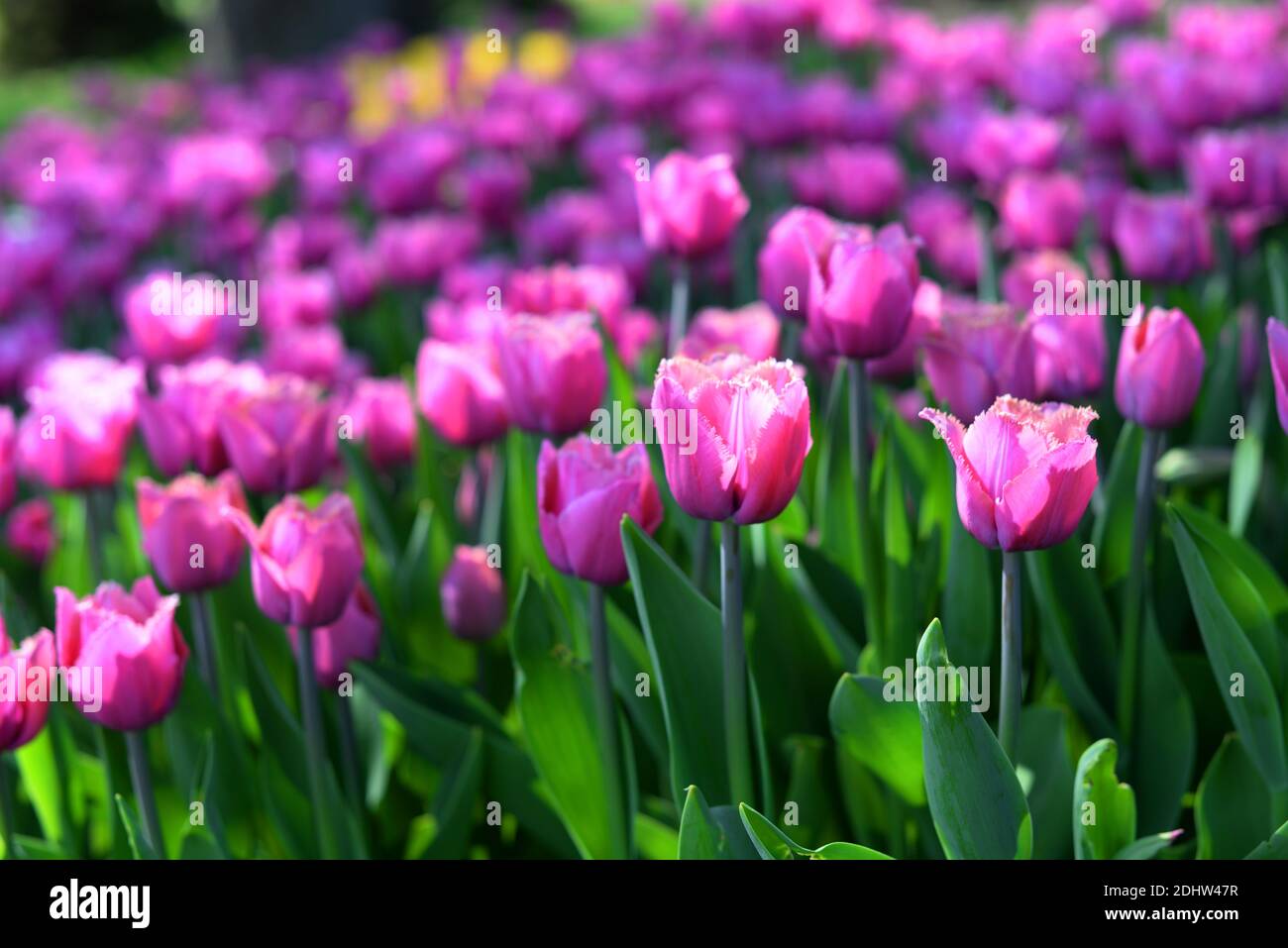 campo con tulipanes de colores púrpura en la naturaleza Foto de stock