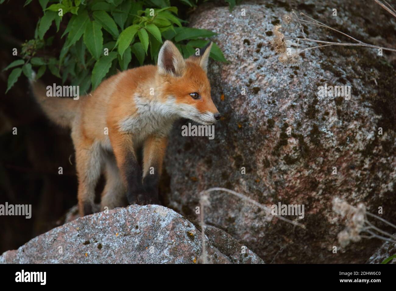 Kit Red Fox (vulpes vulpes), Europa. Foto de stock