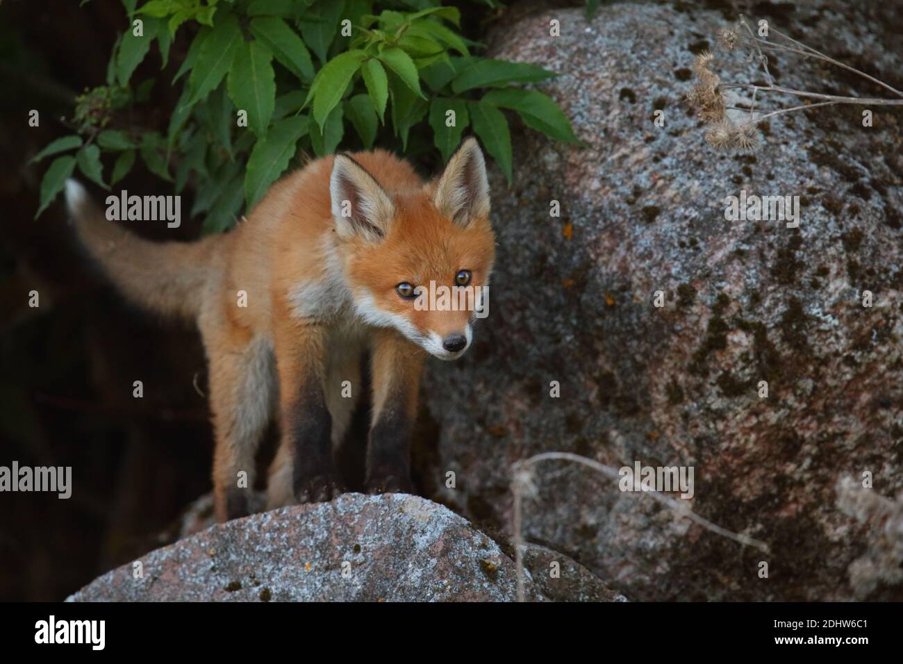 Kit Red Fox (vulpes vulpes), Europa. Foto de stock