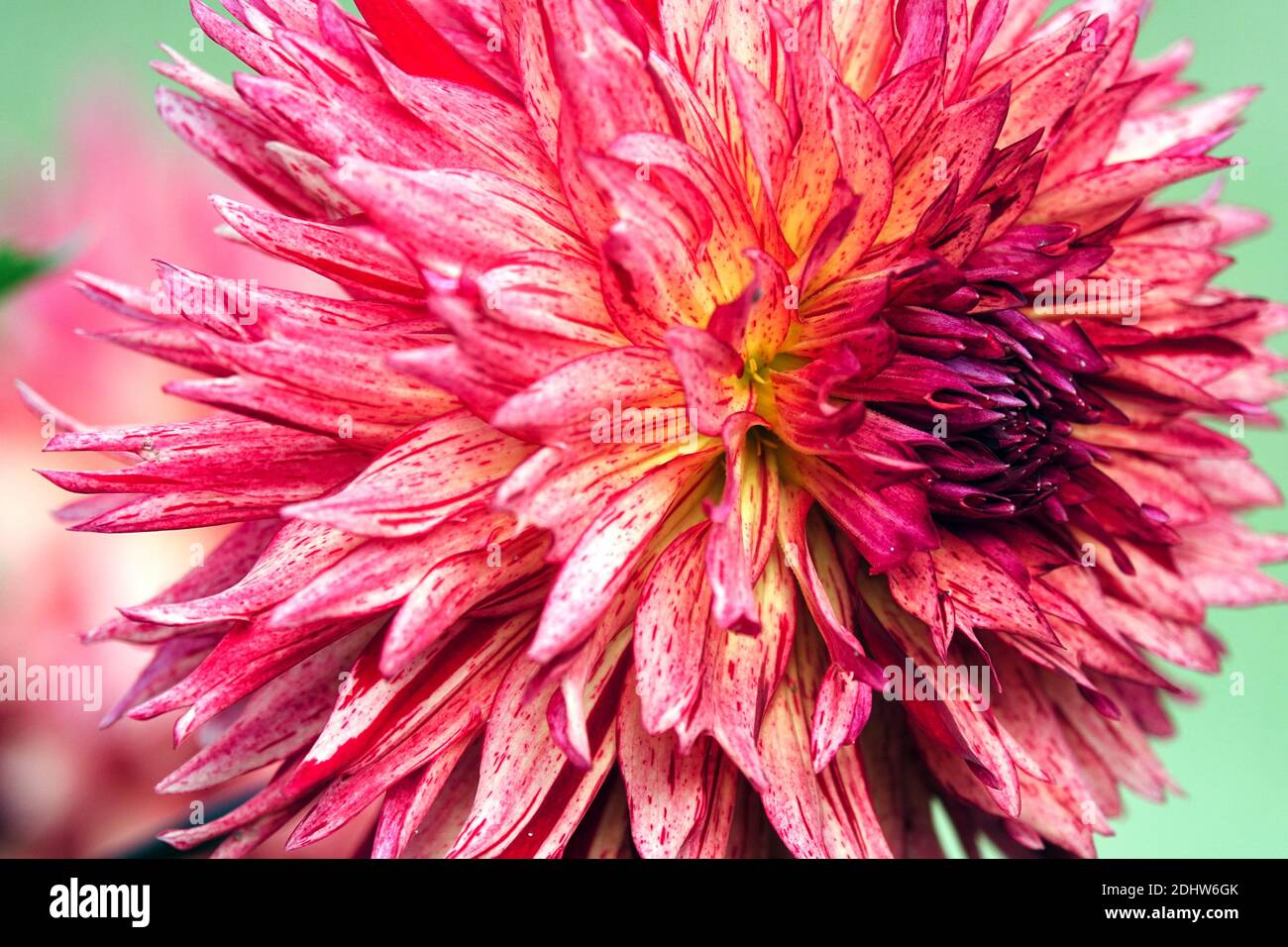 Solo Dahlia flor 'Colwood Sherri' Dahlias Foto de stock