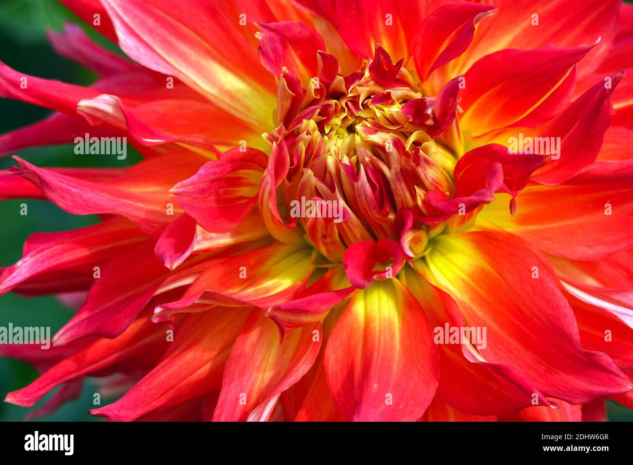 Dahlia 'Fired Up' belleza de flores Foto de stock