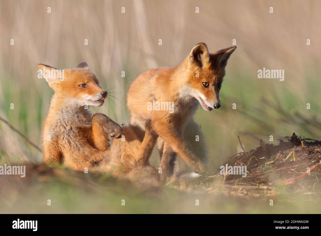 Los cachorros de zorro rojo (vulpes vulpes) juegan luchando alrededor de su sitio de estudio. Estonia, Europa Foto de stock