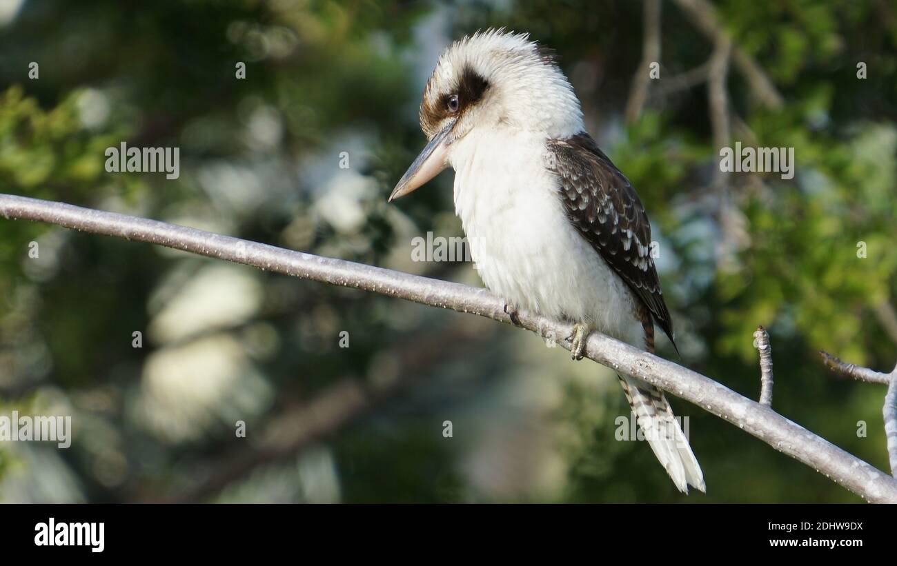 El pájaro Kookaburra persiguiendo en la rama de un árbol. Foto de stock