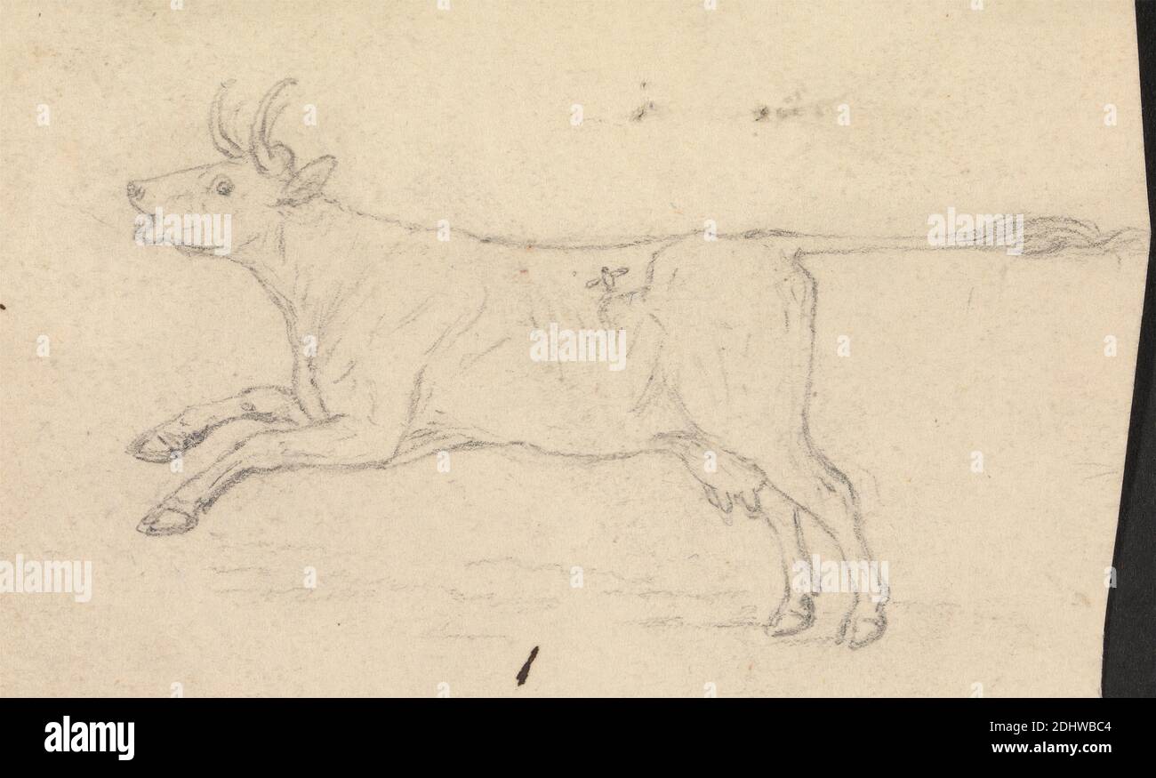 A Cow, James Sowerby, 1756–1822, británico, sin fecha, grafito en medio, textura moderada, papel de paloma crema, Hoja: 2 × 3 3/8 pulgadas (5.1 × 8.6 cm), arte animal, ganado, vacas Foto de stock