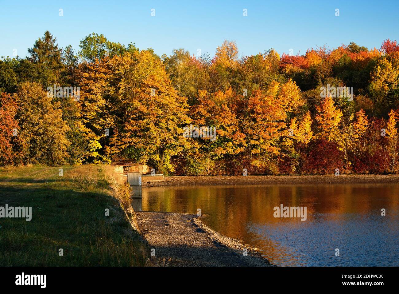 Árboles de oro de otoño en una costa de un poco de agua Cuerpo (pequeño lago o río) en Europa central Foto de stock