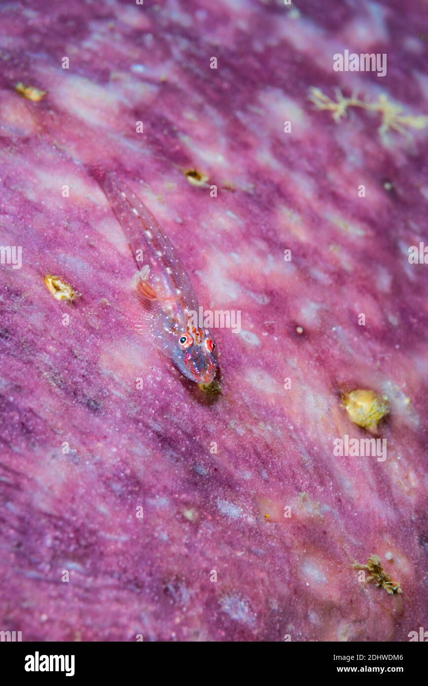 Flathead Goby [Phyllogobius platycephalops] sobre la esponja. Estrecho de Lembeh, Norte de Sulawesi, Indonesial Foto de stock