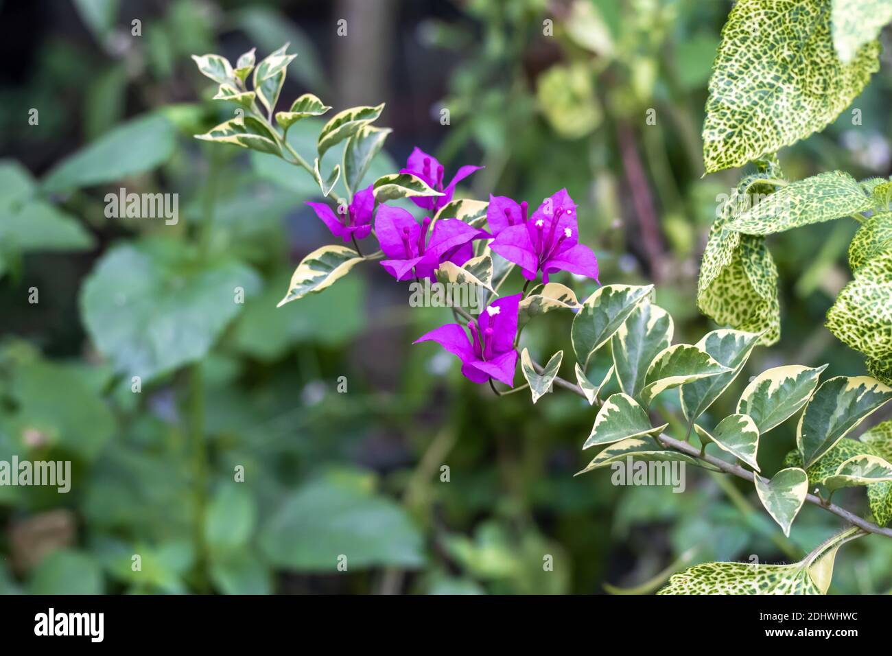 Encantadora buganvilla rosa, flores decorativas con hojas que crecen en la  selva Fotografía de stock - Alamy