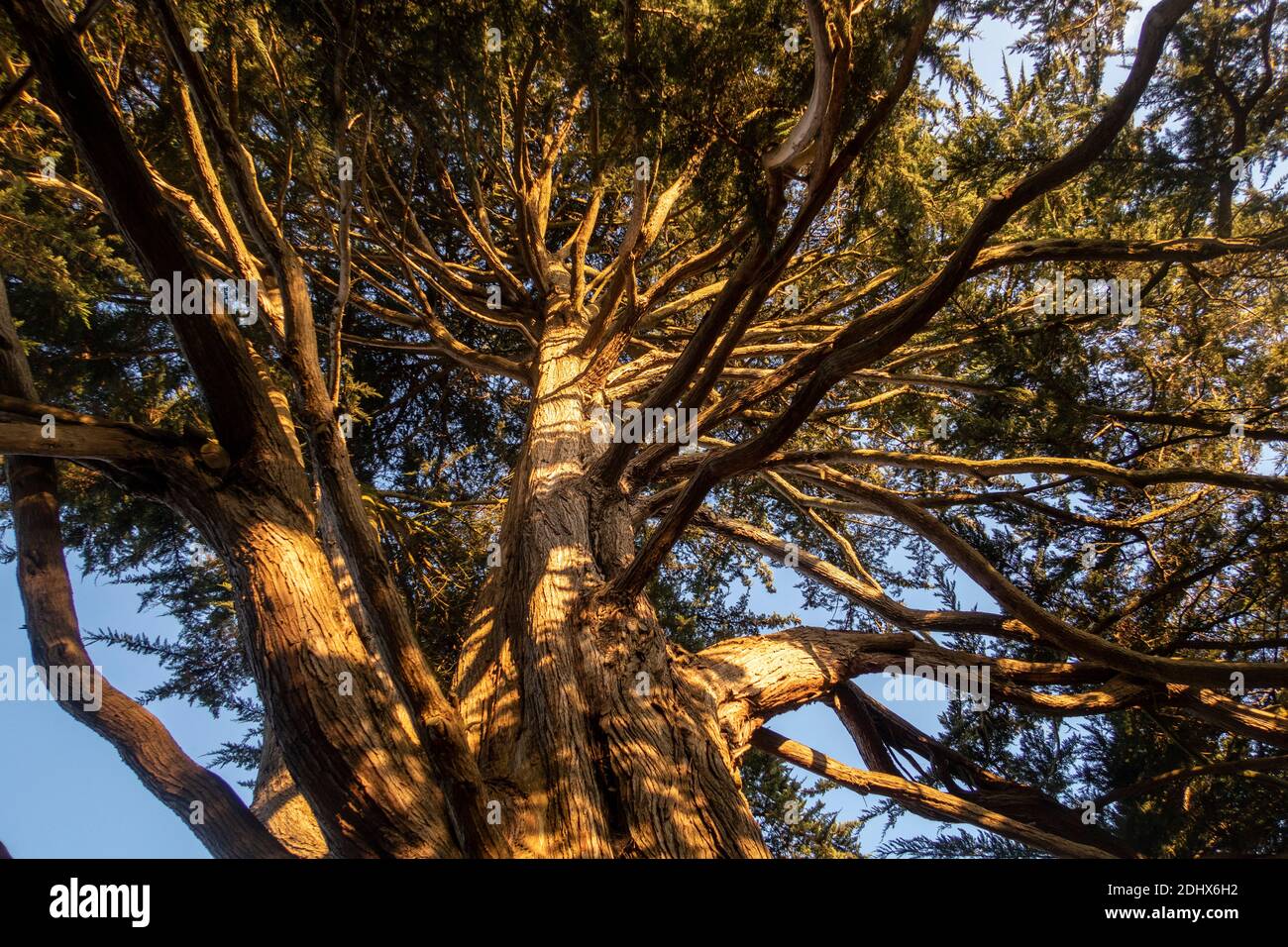 Mirando hacia las ramas de un árbol de Monterey Chipre bajo la luz del sol dorada en Sidmouth, Devon, en diciembre. Foto de stock