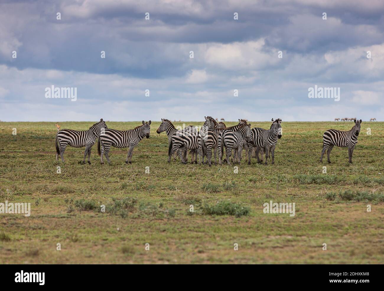 Rebaño de Zebras en la sabana interminable del Parque Nacional Serengeti, Tanzania, África Foto de stock