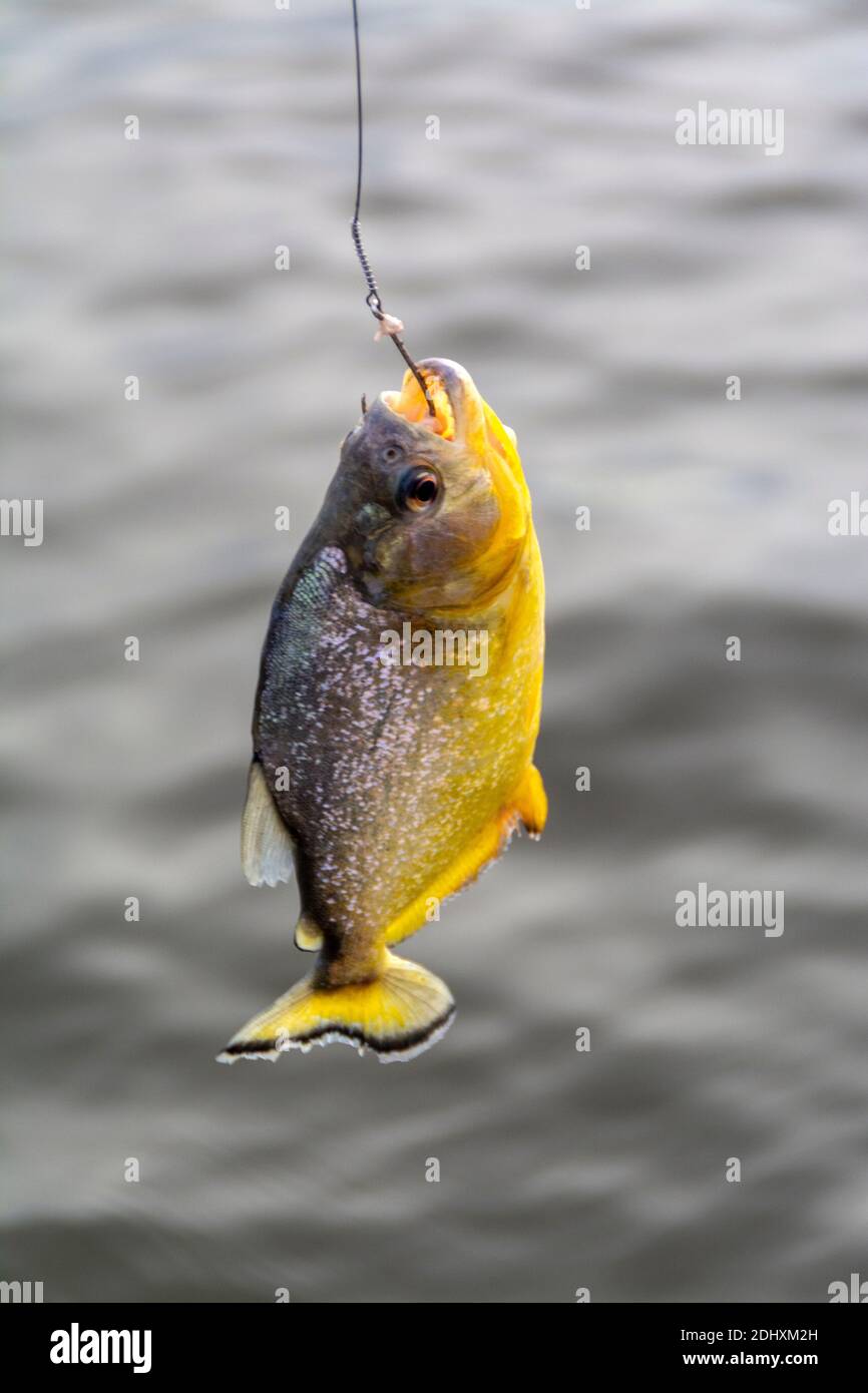 Un Piranha vientre amarillo es capturado colgando en una pieza de carne fresca usada como cebo un pedazo de alambre se adjunta a una caña corta utilizada como caña de pescar por un Foto de stock