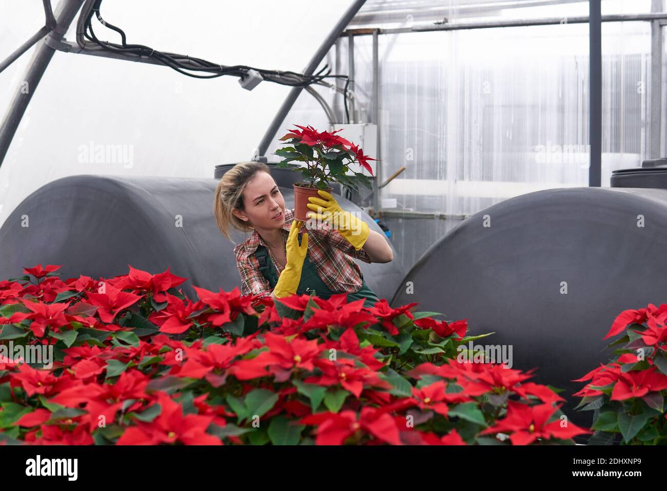 mujer jardinera en un invernadero con poinsettias rojas examina cuidadosamente una de las macetas de flores, sujetándola en sus manos Foto de stock
