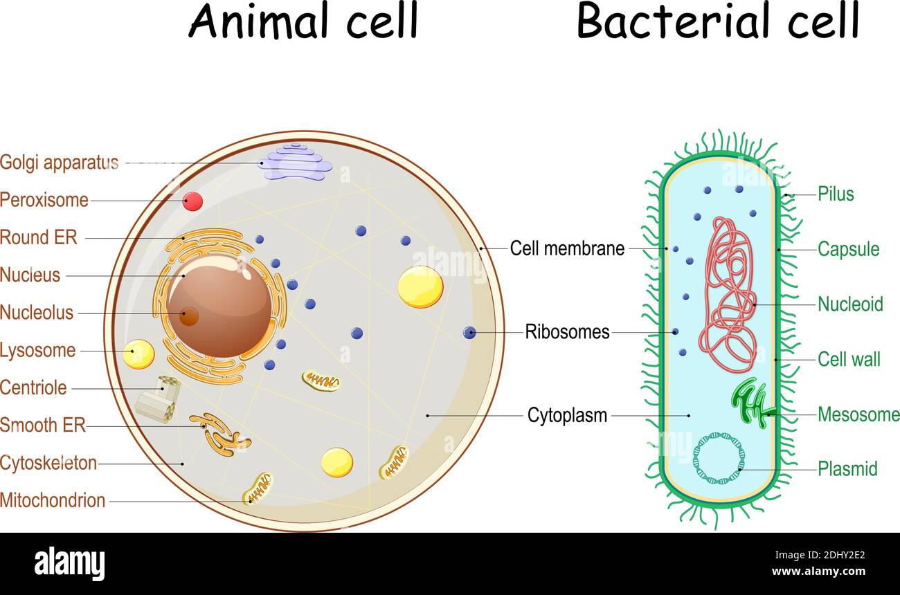 Comparación de la estructura de las células bacterianas y animales. Sección transversal y anatomía celular. Gráfico de Biología. Ilustración vectorial sobre fondo blanco Ilustración del Vector