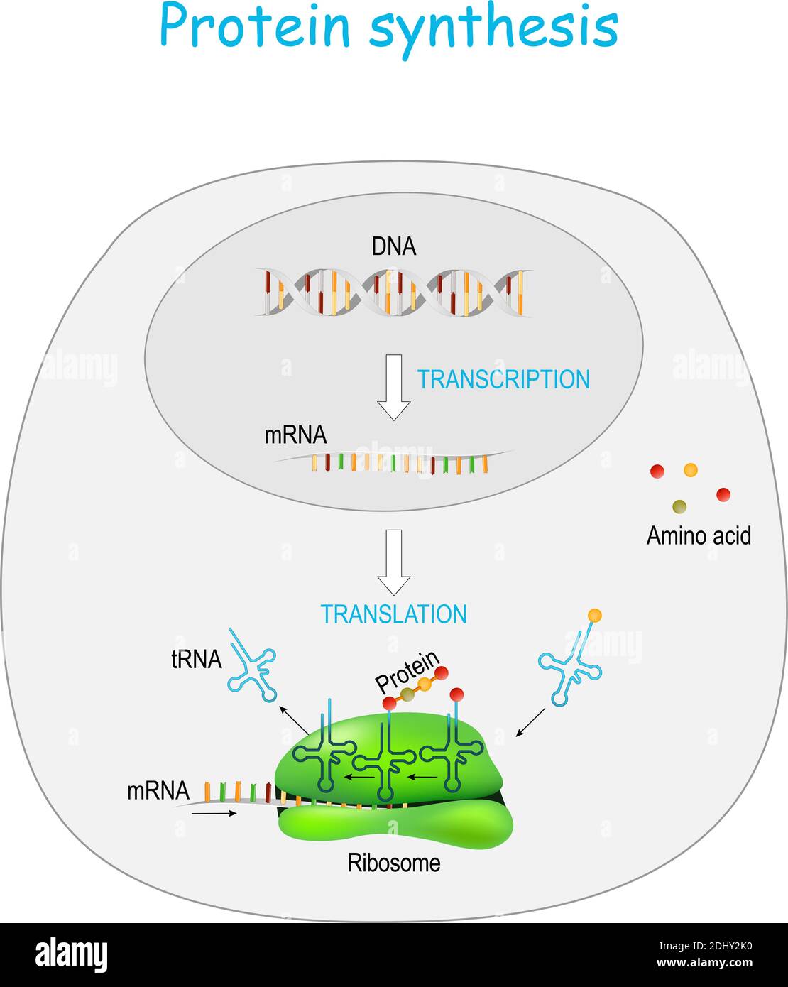 Síntesis de proteínas en ribosoma. Transcripción y traducción. Síntesis de ARNm a partir de ADN en el núcleo. El ARNm descodificando ribosomas Ilustración del Vector