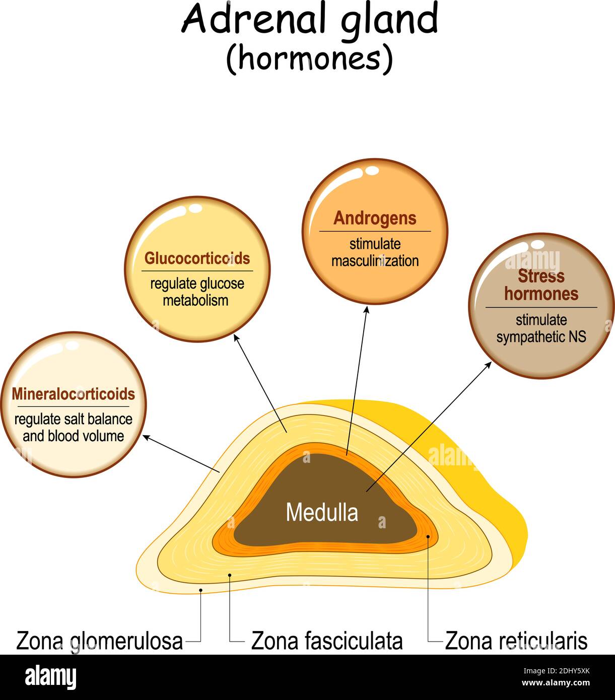 Hormonas de la glándula suprarrenal. Esquema etiquetado con todos los tipos de hormonas. Diagrama médico con sección transversal de la glándula de cierre. Sistema endocrino humano Ilustración del Vector