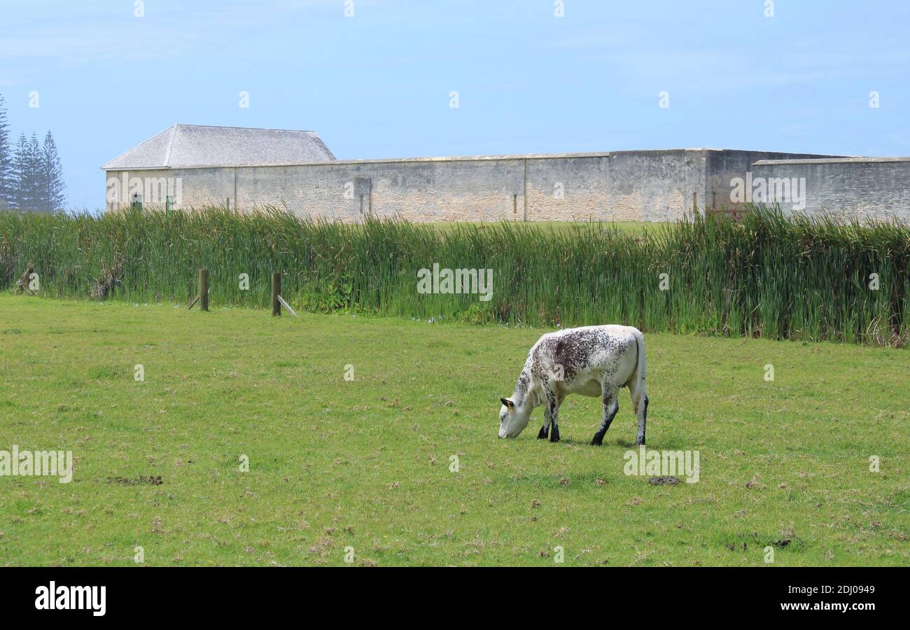 Norfolk Island, Norfolk Blue Cow pastando en el Área de Kingston, Patrimonio de la Humanidad. Ruinas de compuestos de prisioneros en el fondo. Foto de stock