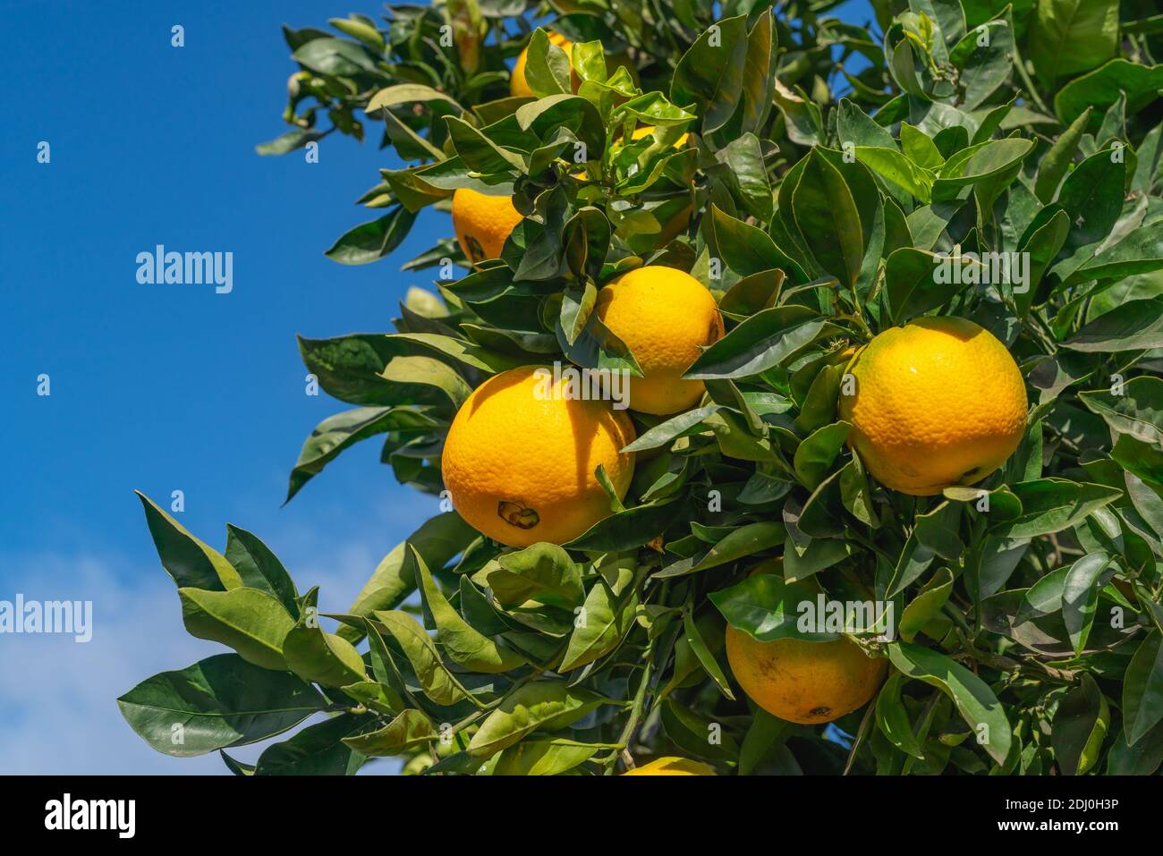 Frutas de naranja de cerca. Árbol anaranjado que lleva las frutas crecidas completas. Foto de stock