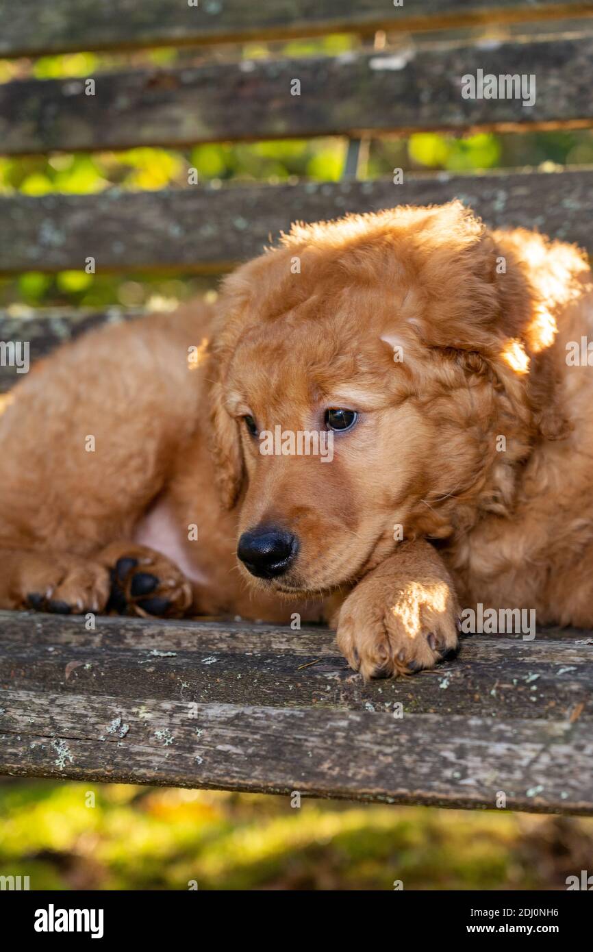 Issaquah, Washington, EE.UU. Maple, un cachorro Red Golden Retreat de 10 semanas de edad, descansando en un banco desgastado por el clima. Foto de stock