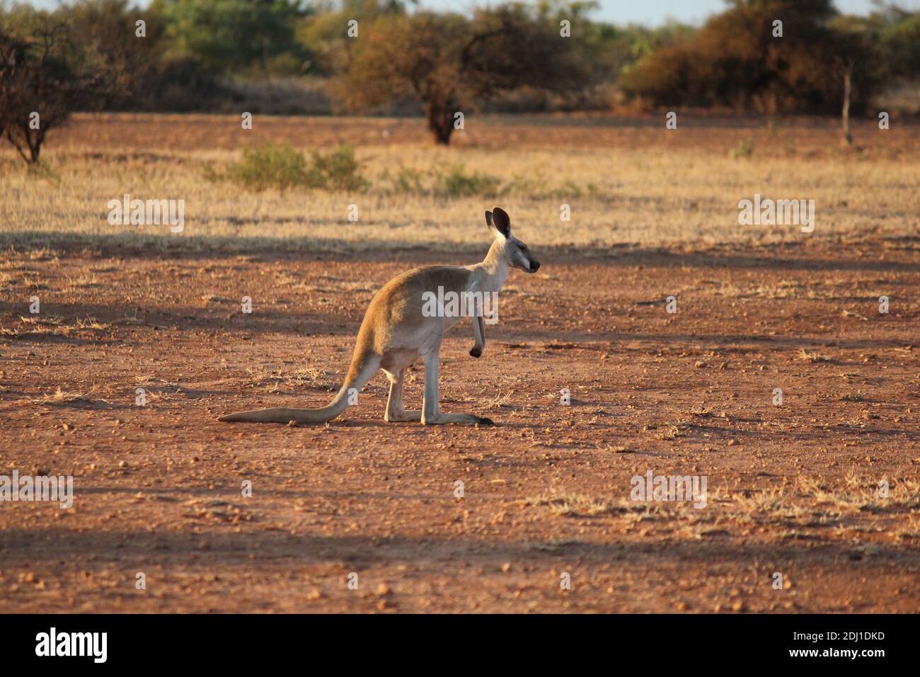 Canguro Rojo en un paisaje seco de Australia Occidental al atardecer Foto de stock