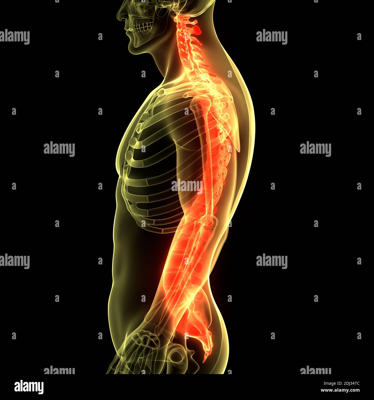 Columna Vertebral De La Médula Espinal De La Anatomía Del Sistema De Esqueleto Humano Fotografía 5018