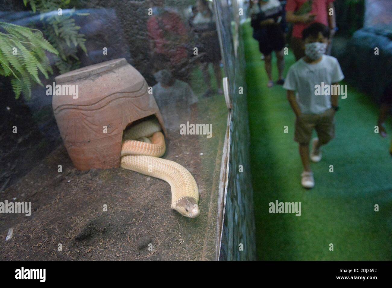 Chonburi, Tailandia. 12 de diciembre de 2020. Un turista mira una serpiente en el acuario Monsters en la provincia de Chonburi, Tailandia, 12 de diciembre de 2020. Crédito: Rachen Sageamsak/Xinhua/Alamy Live News Foto de stock